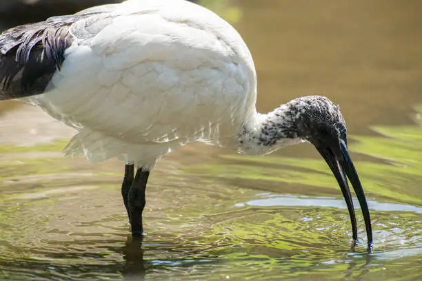 Australian White Ibis outside in nature during the day