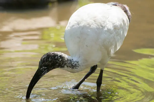 Australian White Ibis outside in nature during the day