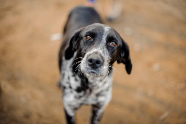 istock Cute black and white homeless dog looking at camera 1131964508