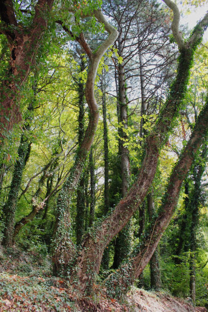 istock Dense Forest next to the Pozar Thermal Baths Aridaia Greece 1131964542