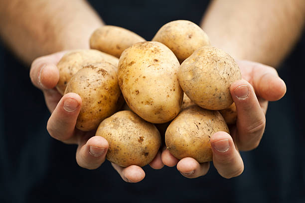 istock Fresh potatoes on farmer's hands 113196514