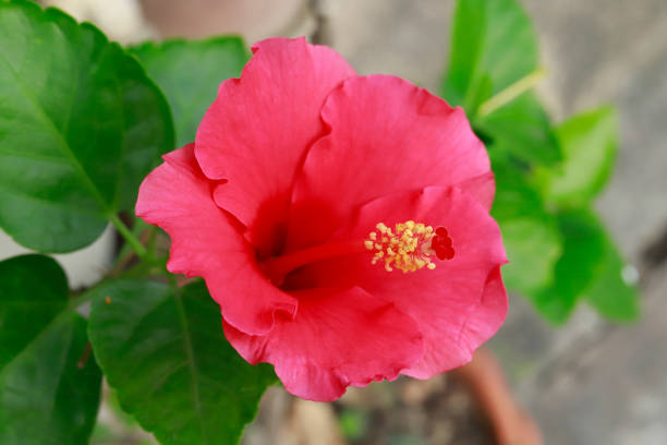 Hibiscus red flowers