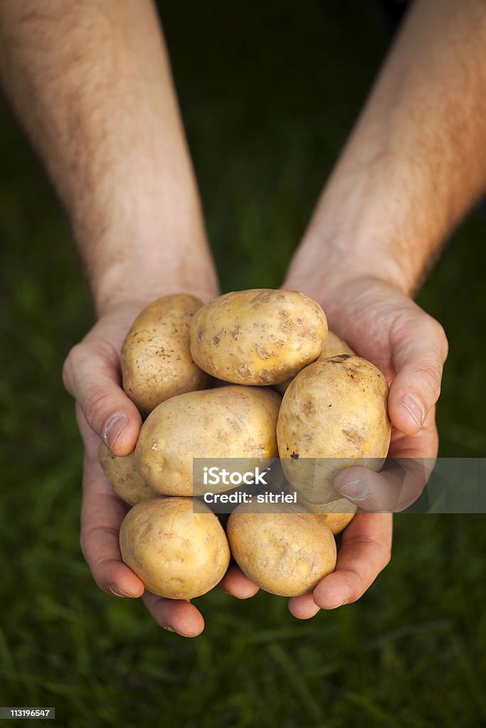 Ziemniaki świeże na farmer's hand - Zbiór zdjęć royalty-free (Dłoń)