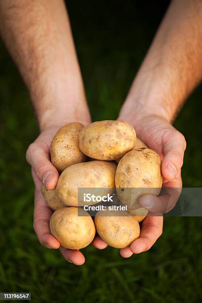 Ziemniaki Świeże Na Farmers Hand - zdjęcia stockowe i więcej obrazów Dłoń - Dłoń, Fotografika, Grupa przedmiotów