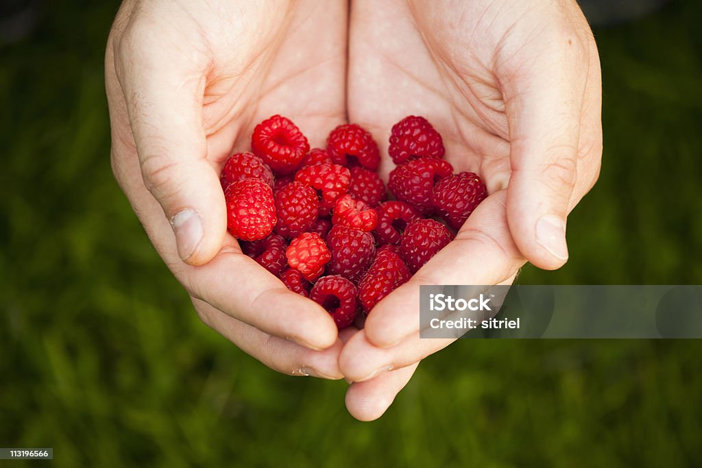 Fresh rasberries on hands  Close-up Stock Photo