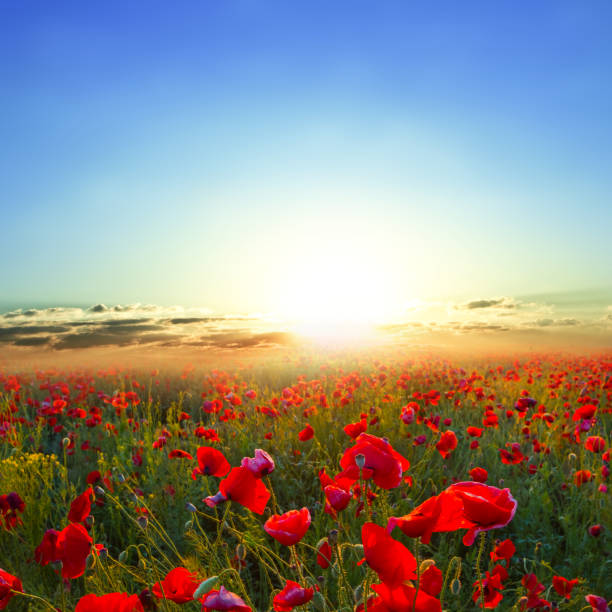 утреннее поле красного мака - horizon sky blue poppy стоковые фото и изображения