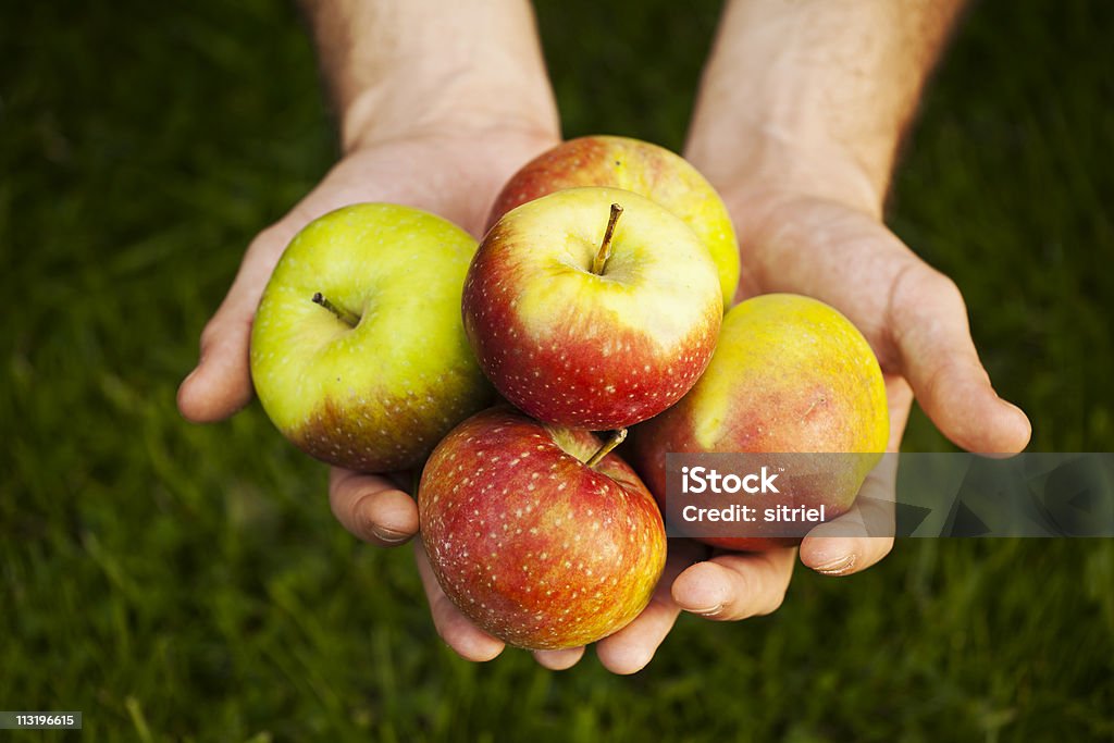 Fresh apples on farmer's hands  Apple - Fruit Stock Photo