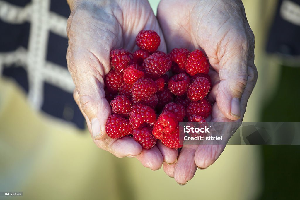 Świeże rasberries na babci ręce - Zbiór zdjęć royalty-free (Dłoń)