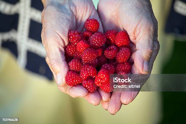 Świeże Rasberries Na Babci Ręce - zdjęcia stockowe i więcej obrazów Dłoń - Dłoń, Fotografika, Horyzontalny