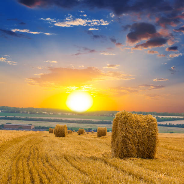 istock autumn wheat field at the sunset 1131966329