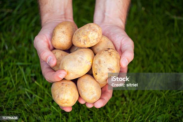 Grupa Ziemniaki Świeże Rolników Na Ręce - zdjęcia stockowe i więcej obrazów Dłoń - Dłoń, Fotografika, Grupa przedmiotów