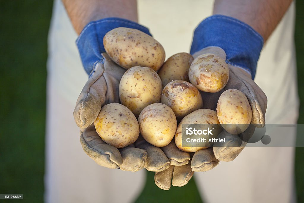 Ziemniaki świeże na farmer's hand - Zbiór zdjęć royalty-free (Dłoń)