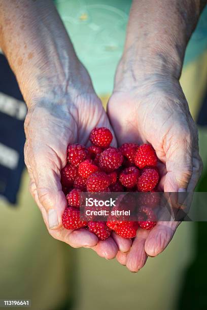 Świeże Rasberries Na Babci Ręce - zdjęcia stockowe i więcej obrazów Dłoń - Dłoń, Fotografika, Ludzkie części ciała