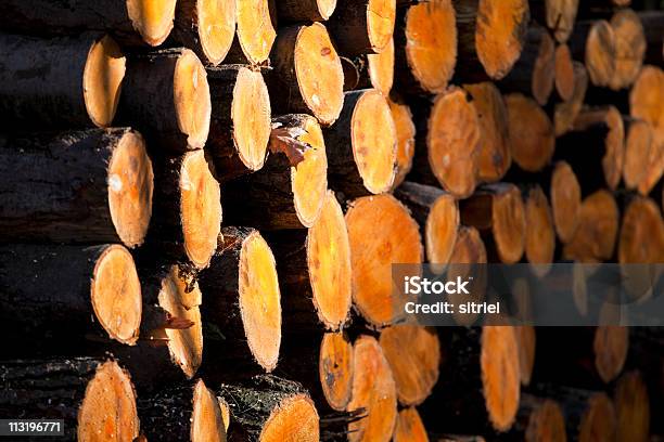 Świeże Cięcia Drewna W Lesie - zdjęcia stockowe i więcej obrazów Bez ludzi - Bez ludzi, Brązowy, Drewno - Tworzywo