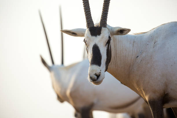 dubai: oryx árabe - arabian oryx - fotografias e filmes do acervo