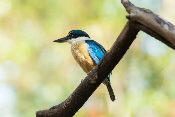 Sacred Kingfisher out in nature during the day