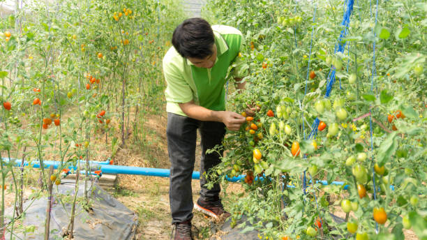 istock Agricultural engineer in greenhouse for quality control organic tomatoes. 1131968154