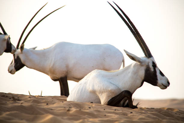 dubai: oryx árabe - arabian oryx - fotografias e filmes do acervo