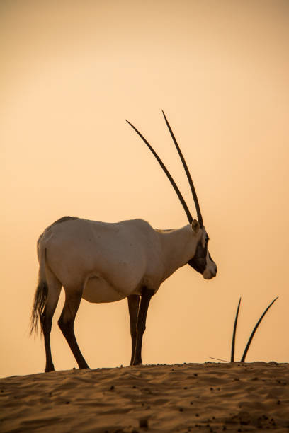 dubai: oryx árabe - arabian oryx - fotografias e filmes do acervo