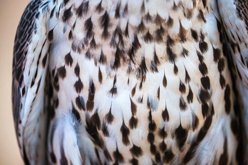 Detail of a falcon's feathers during a falconry demonstration in the Arabian Desert in Dubai.