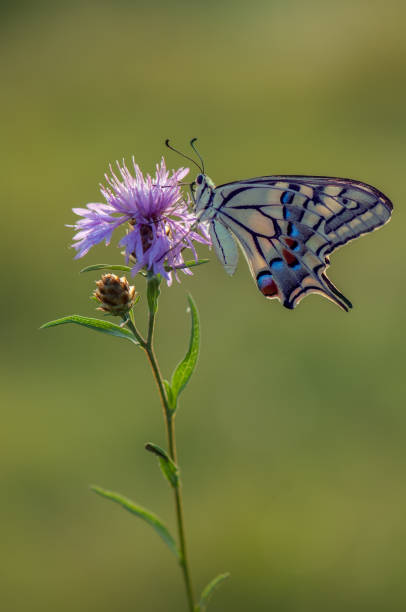 istock Wonderful butterfly Papilio machaon 1131972317