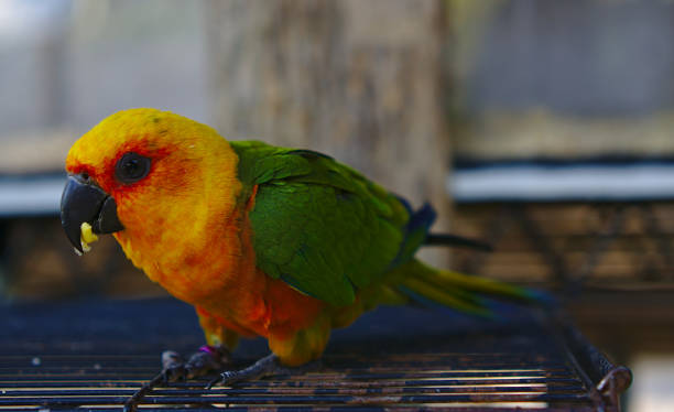 istock Green and yellow colored parrot 1131973898