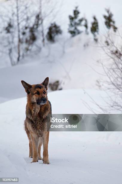 Pies Na Śniegu W Okresie Zimowym - zdjęcia stockowe i więcej obrazów Bez ludzi - Bez ludzi, Biały, Fotografika