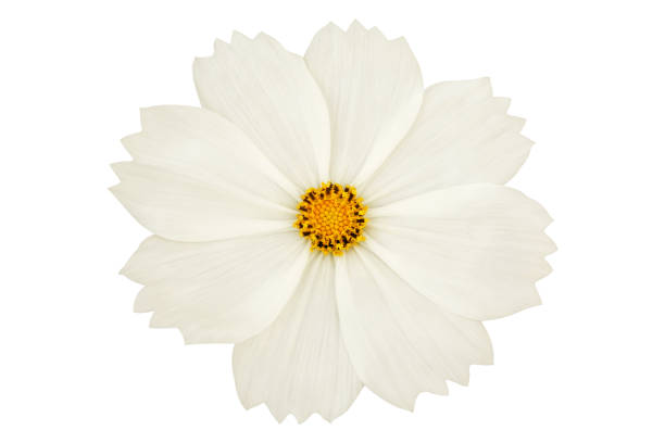 istock Beautiful white cosmos flower isolated on white background. 1131975842
