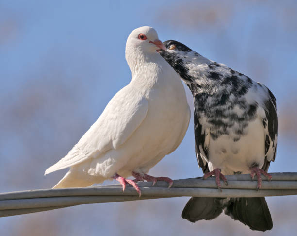 istock Domestic pigeons in courtship 1131975855