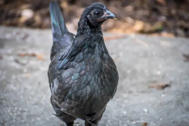 Photo of An uncommon Ayam Cemani in Jacksonville, Florida