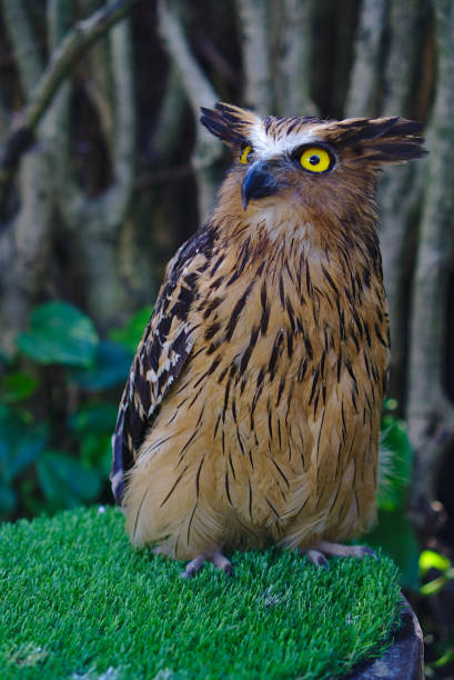 sowa w kolorze brązowym i czarnym stojąca na zielonej trawie - owl endangered species barn night zdjęcia i obrazy z banku zdjęć