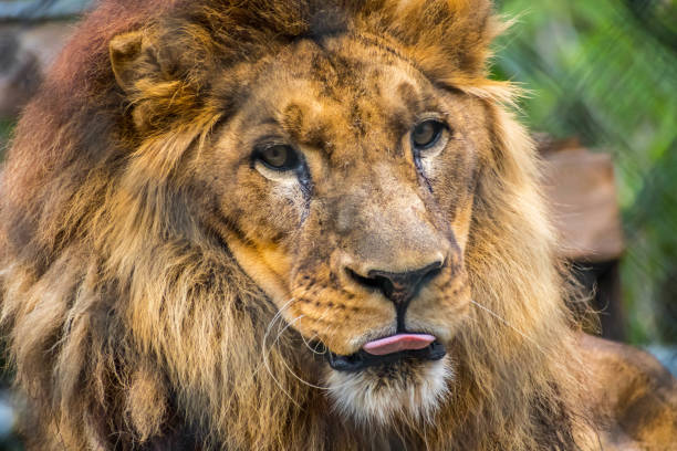 close-up of a lioness drinking water