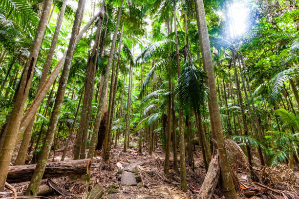 istock Lush green temperate rainforest in Australia 1131978481