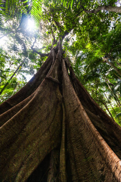 istock Looking up at the sun and fig tree with huge roots in wild natural rainforest environment 1131978488