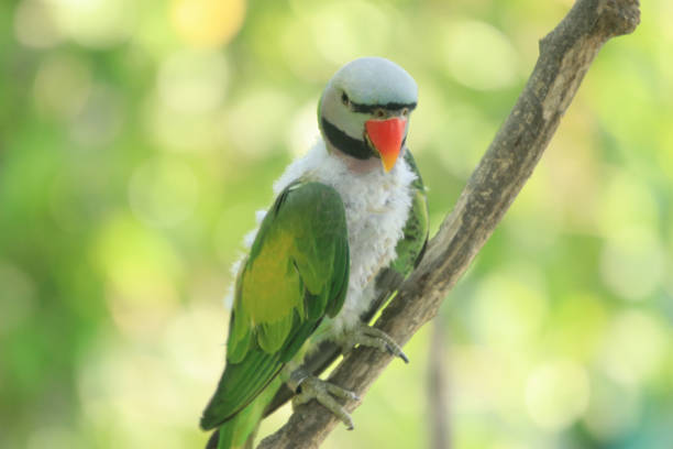 istock Cute lovebird and background bokeh. 1131979330