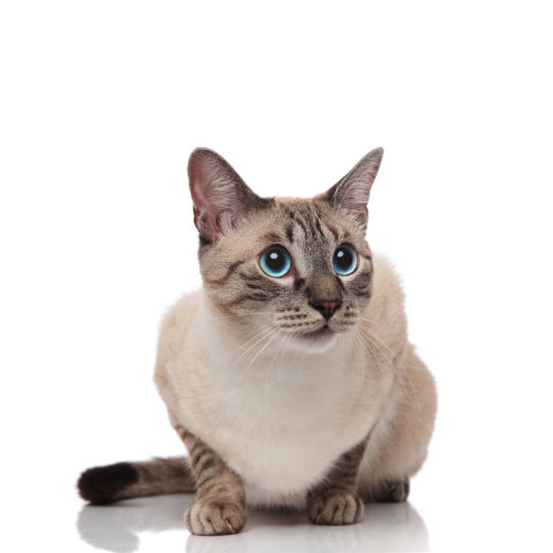 istock surprised grey metis cat sits and looks up to side 1131981374