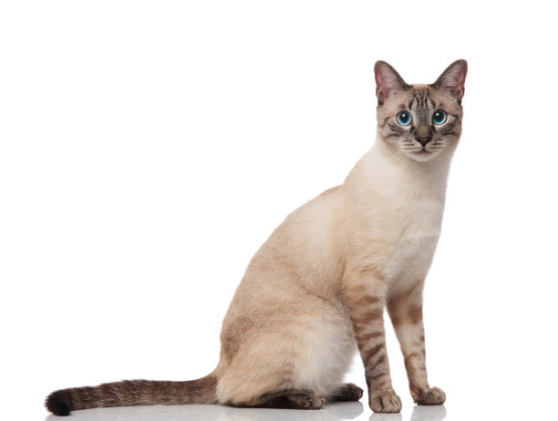 istock side view of cute grey metis cat with sitting 1131981399
