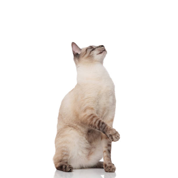 istock curious burmese cat with paw raised looks up to side 1131981442