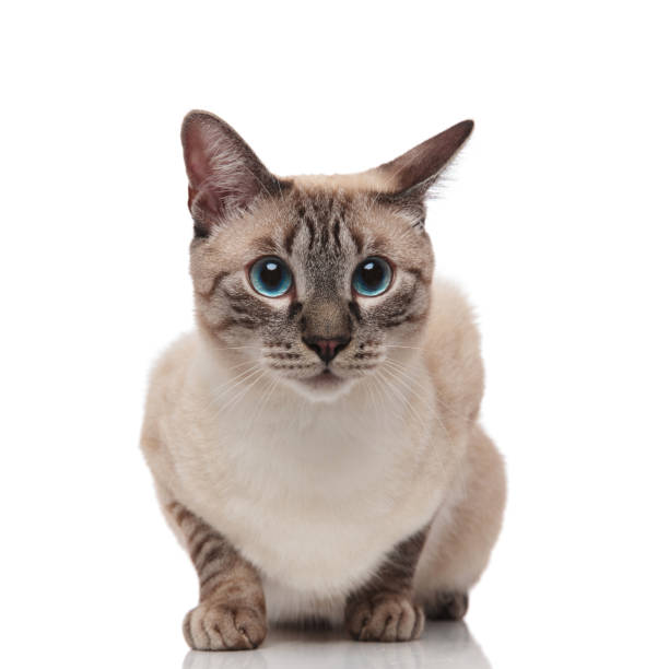 istock adorable burmese cat with blue eyes looks to side 1131981458
