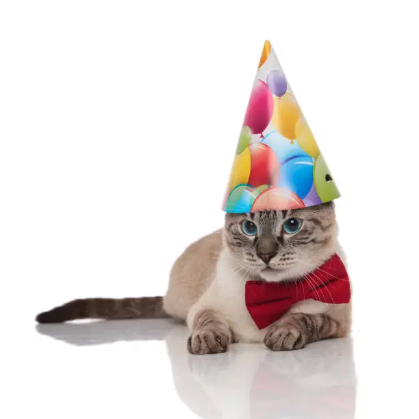 cute grey metis cat wearing red bowtie and birthday hat resting on white background looks to side