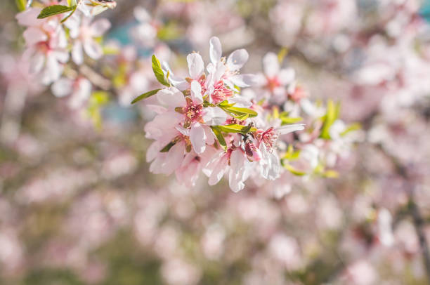 istock Pink almond tree flowers 1131983128