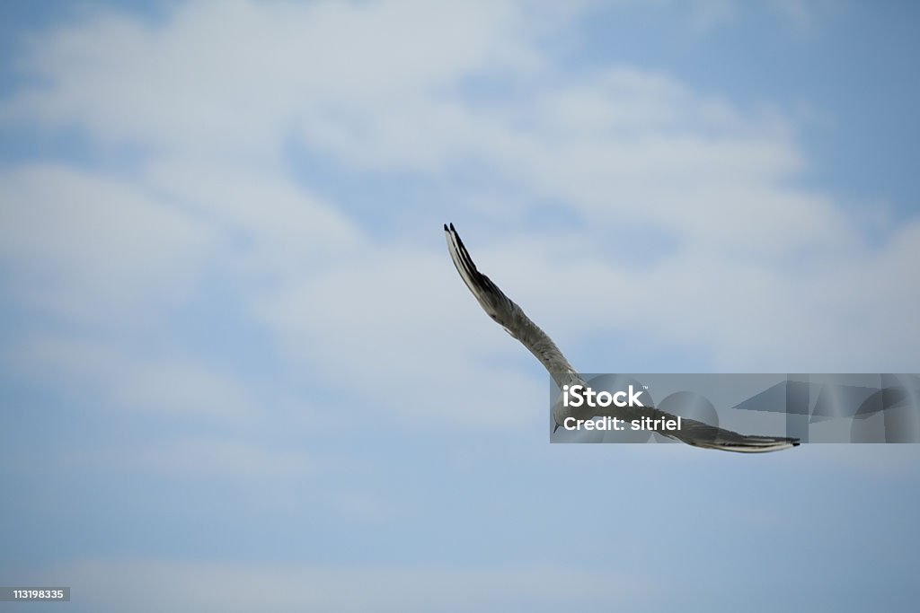 Piękne Mewa na błękitne niebo - Zbiór zdjęć royalty-free (Fotografika)