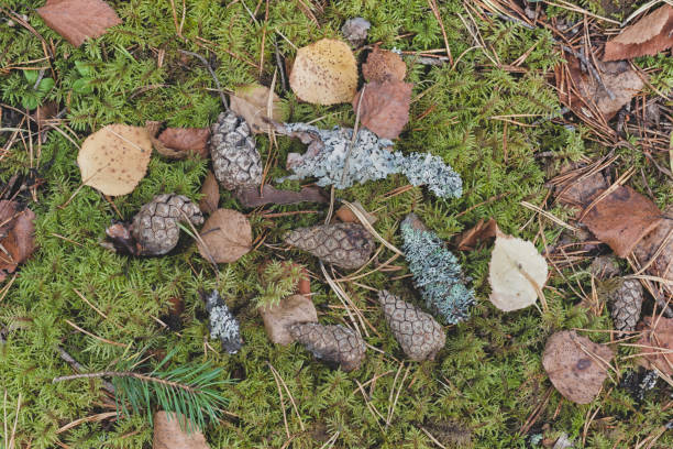 istock Moss with cones and leaves in the forest 1131983824