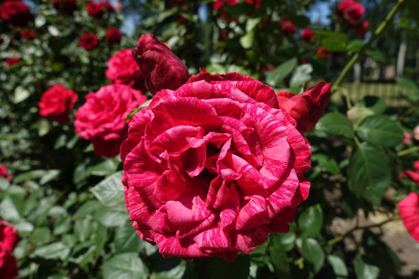 rosier fleuri avec des fleurs rouges rayées - hybrid tea rose photos et images de collection