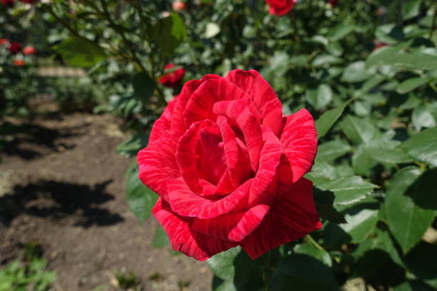 une fleur de rouge rayé a augmenté en juin - hybrid tea rose photos et images de collection