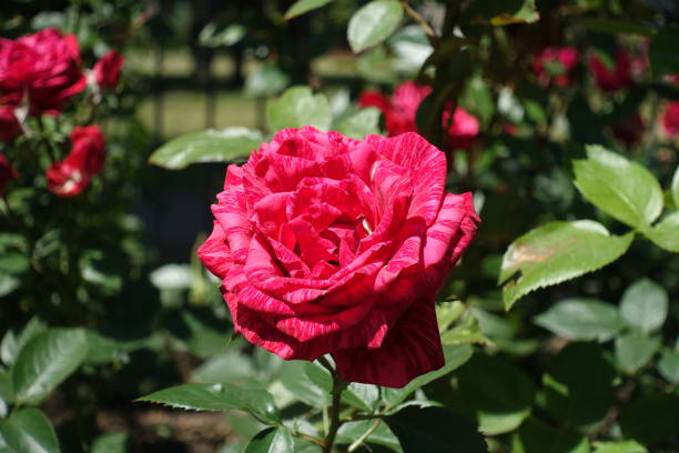 rosier avec des fleurs rouges rayées en juin - hybrid tea rose photos et images de collection