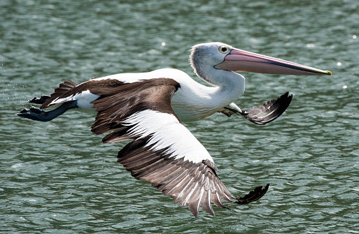 Australian pelican flying over the ocean water.