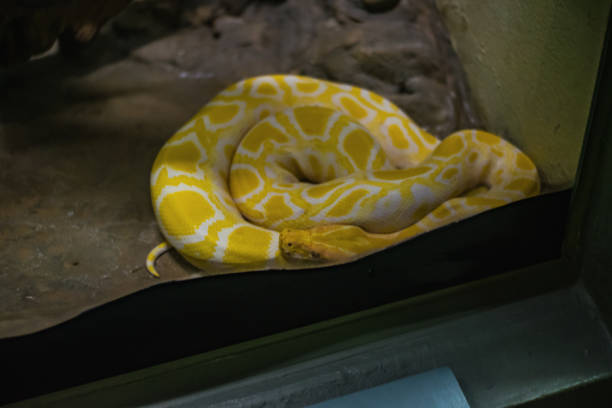 Yellow Burmese Python Snake on the Floor in the mirror Cage at Thailand Snake Farm Bangkok Thailand