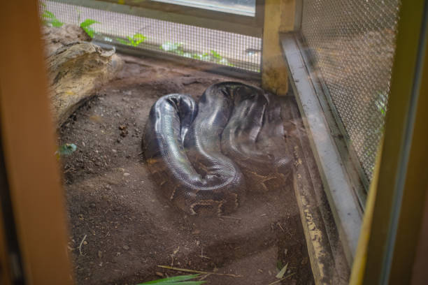 istock Burmese Python Snake on the Floor in the mirror Cage at Thailand Snake Farm Bangkok Thailand 1131985334