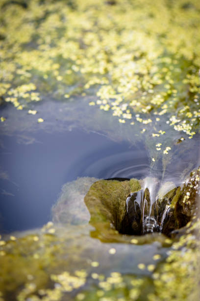 istock duckweed in a fountain 1131986710